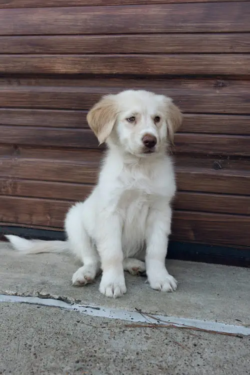 Roofus sitting in front of wooden wall