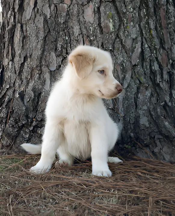 Roofus sitting by tree